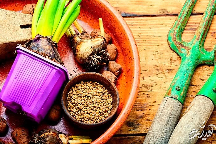 آموزش تکثیر سنبل